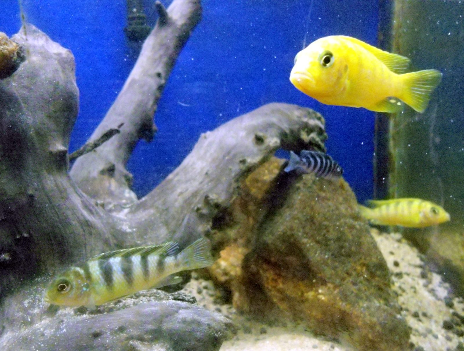 Afrikaanse cichliden tussen hout en rots in een aquarium