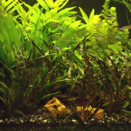 Weelderig beplant gezelschapsaquarium met neonvissen