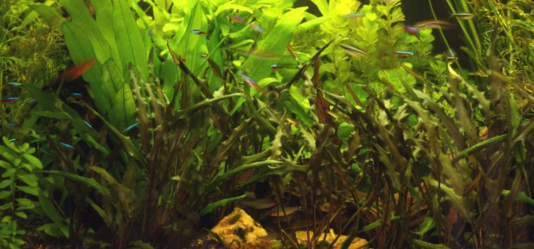 Mijn Reis naar Aquaristische Obsessie Weelderig beplant gezelschapsaquarium met neonvissen