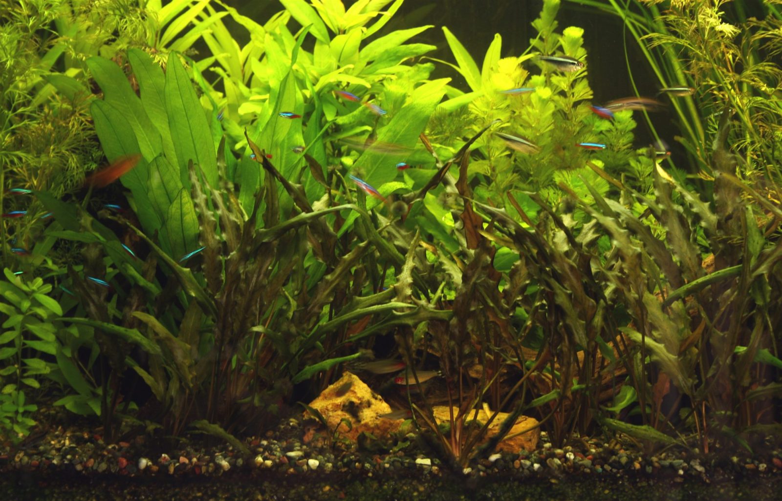 Weelderig beplant gezelschapsaquarium met neonvissen
