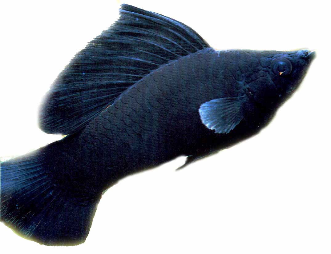 Zwarte sailfin molly (Poecilia sphenops)