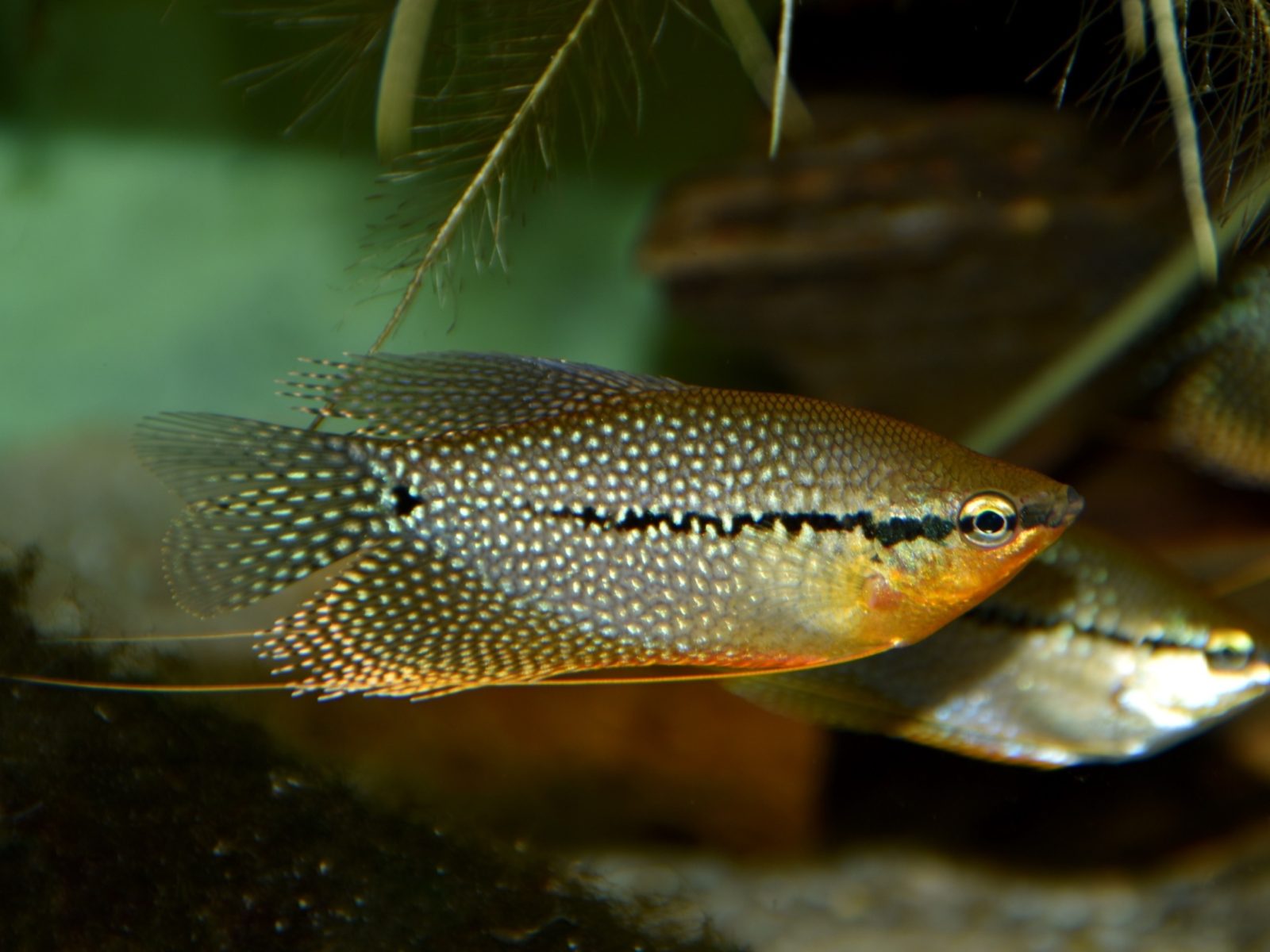 Parelgoerami (Trichopodus leerii) met parelmoerachtige stippen en oranje borst.