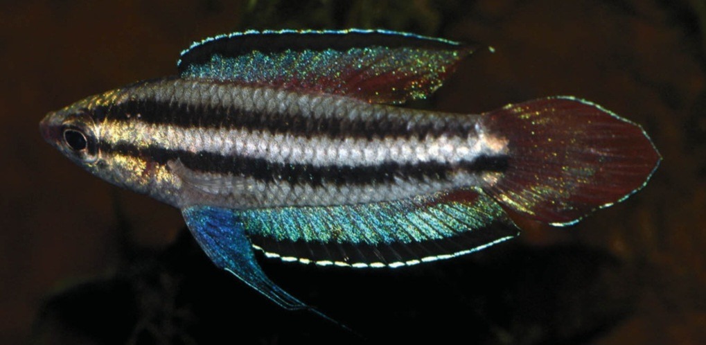 Mannetje prachtgoerami (Parosphromenus), een klein zwartwaterjuweel met iriserende blauwe en rode vinnen.