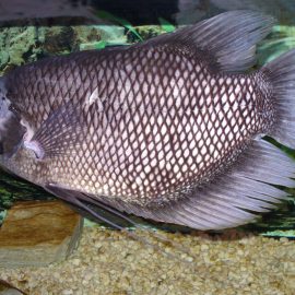Volwassen reuzengoerami (Osphronemus goramy) in een aquarium, met diamantvormig schubpatroon.