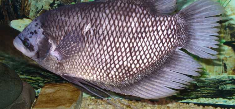 Volwassen reuzengoerami (Osphronemus goramy) in een aquarium, met diamantvormig schubpatroon.