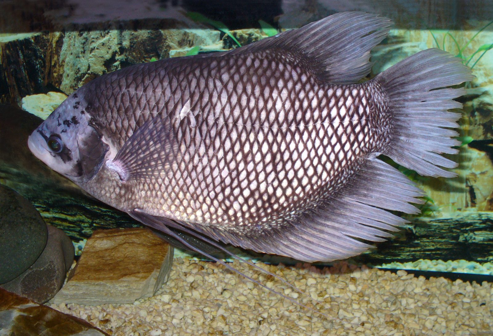 Volwassen reuzengoerami (Osphronemus goramy) in een aquarium, met diamantvormig schubpatroon.