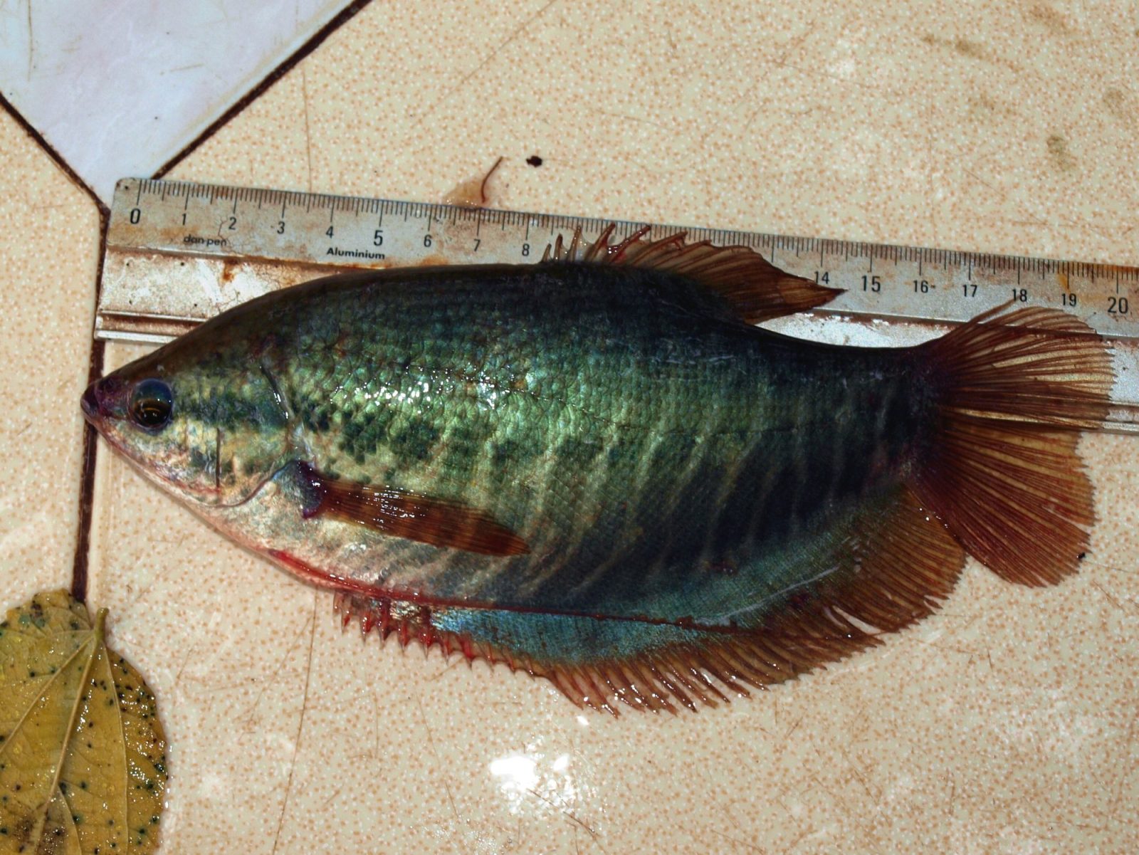 Gevangen slangenhuidgoerami (Trichopodus pectoralis) van ruim twintig centimeter naast een meetlat.