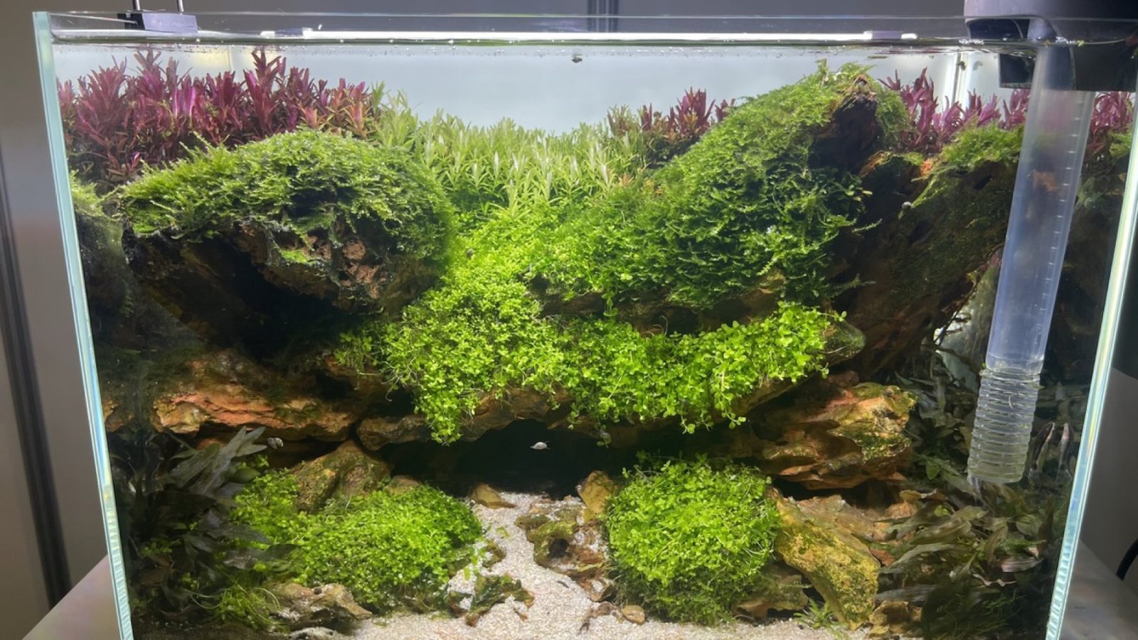 Wabi-sabi onder water: verweerde stenen, deels overgroeid met mos en parelkruid, in een aquascape op de Vivariumbeurs 2024 in Rosmalen