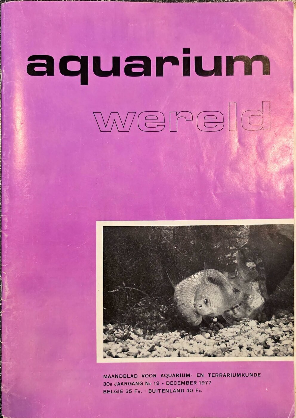 Cover van Aquariumwereld van december 1977, paars met een zwart-witfoto van een vis.
