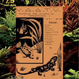 De jubileumcover van Aquariumwereld van januari 2022, met daarop het allereerste nummer van het V.A.A.T.V.-maandblad uit april 1948.