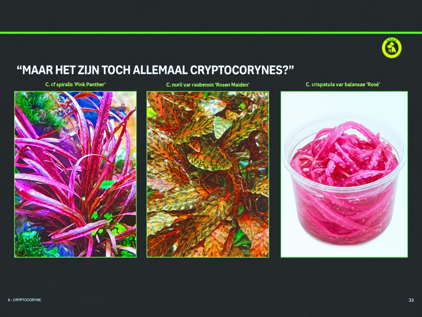 Maar het zijn toch allemaal Cryptocorynes?