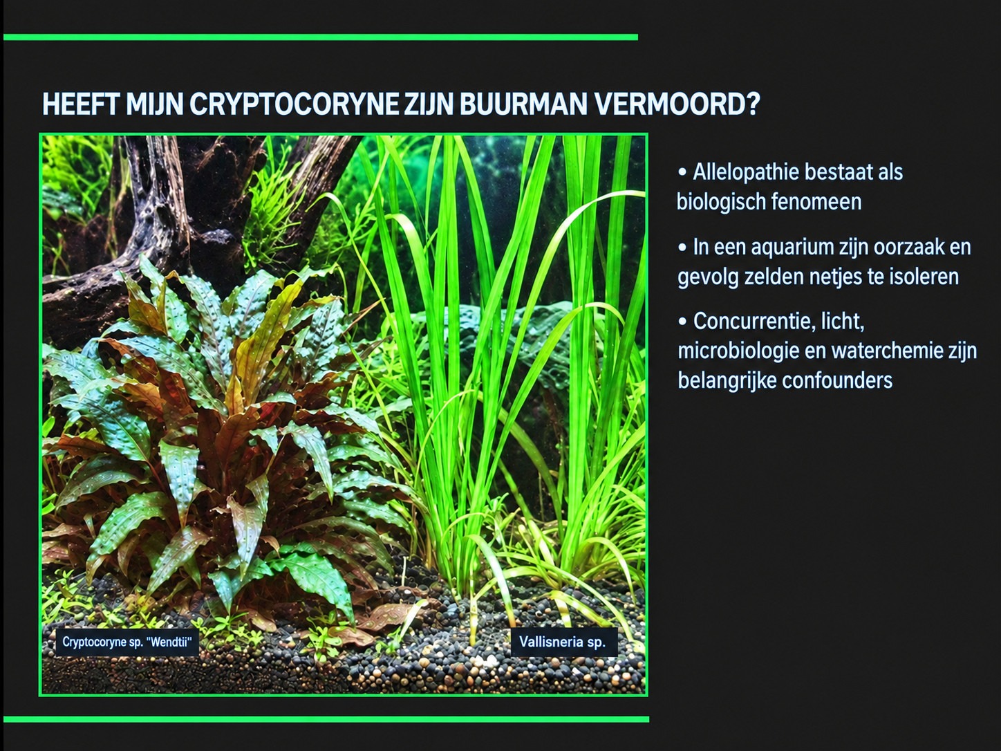 Heeft mijn Cryptocoryne zijn buurman vermoord? Over de invloed van planten op elkaar