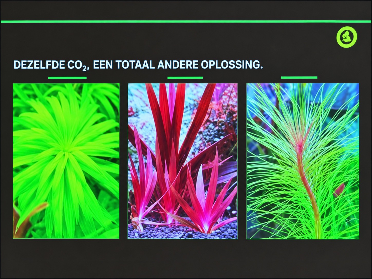 Dezelfde CO₂, een totaal andere oplossing: planten benutten koolstof op verschillende manieren