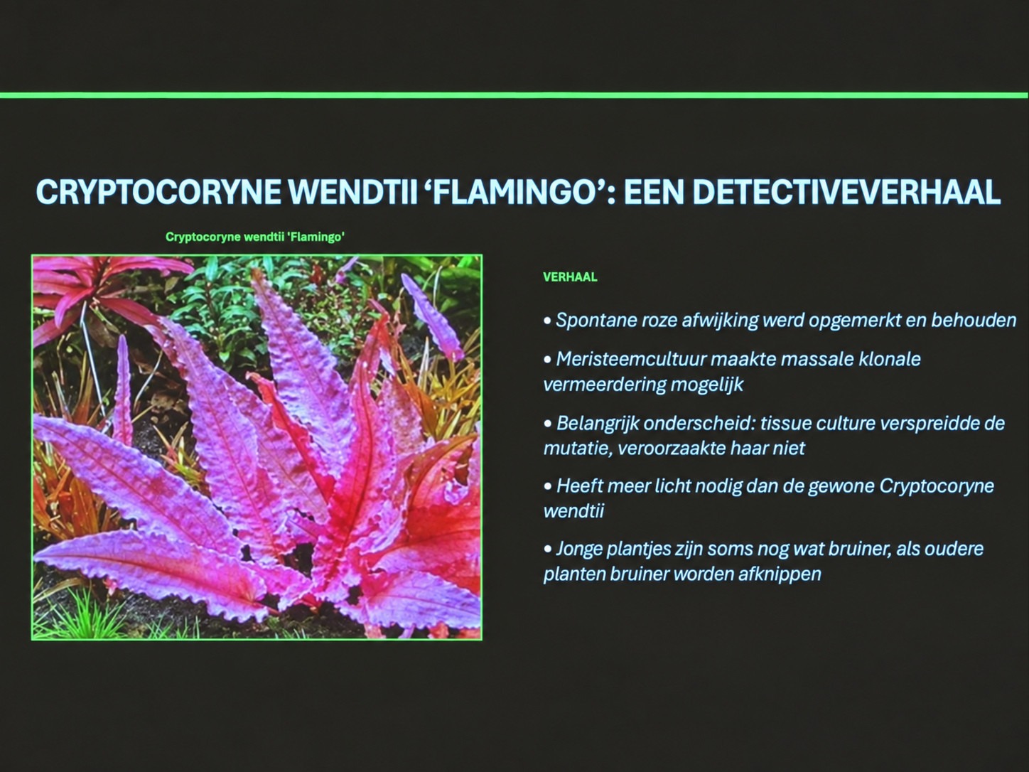 Cryptocoryne wendtii 'Flamingo': hoe een roze afwijking haar weg naar onze aquaria vond