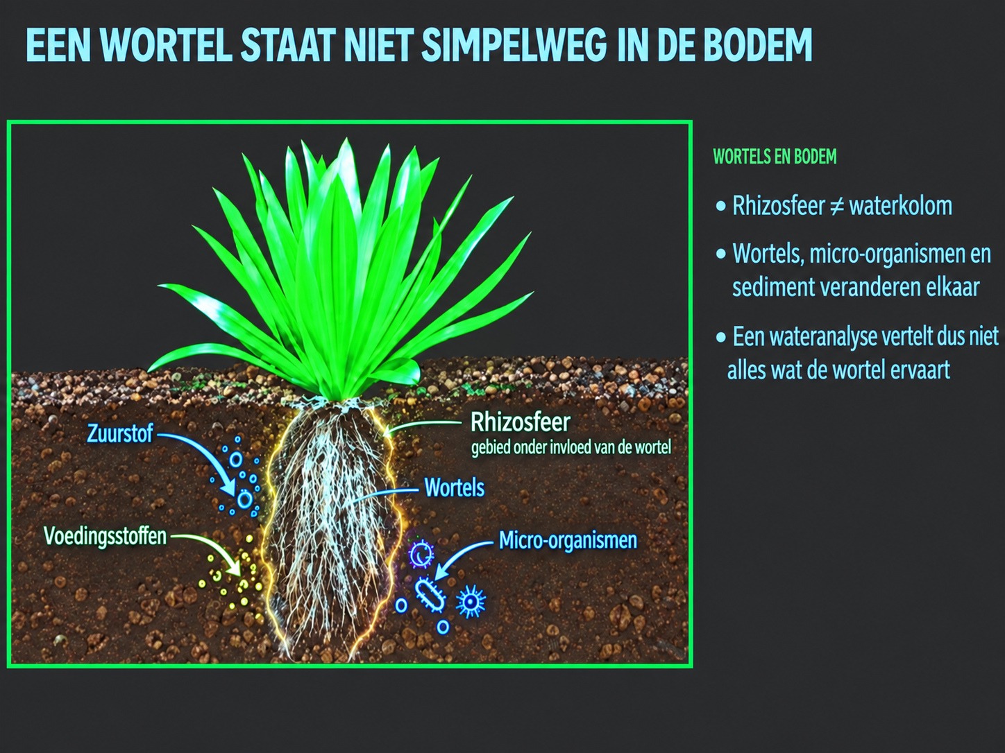 Rond de wortels ligt een eigen leefwereld: de rhizosfeer