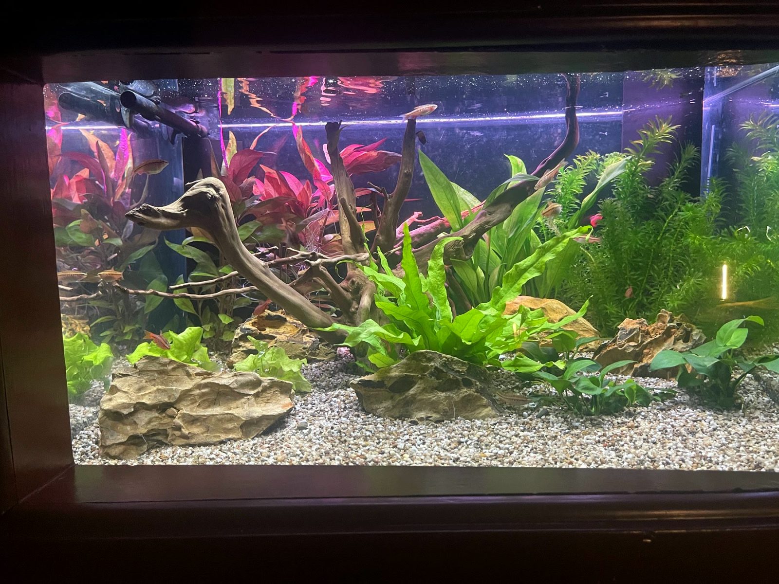 Rode en groene planten rond een houtwortel