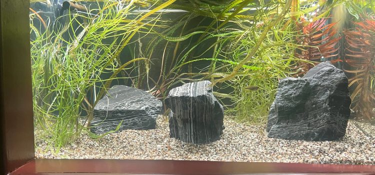 Een beplante bak met stenen en een school kleine visjes