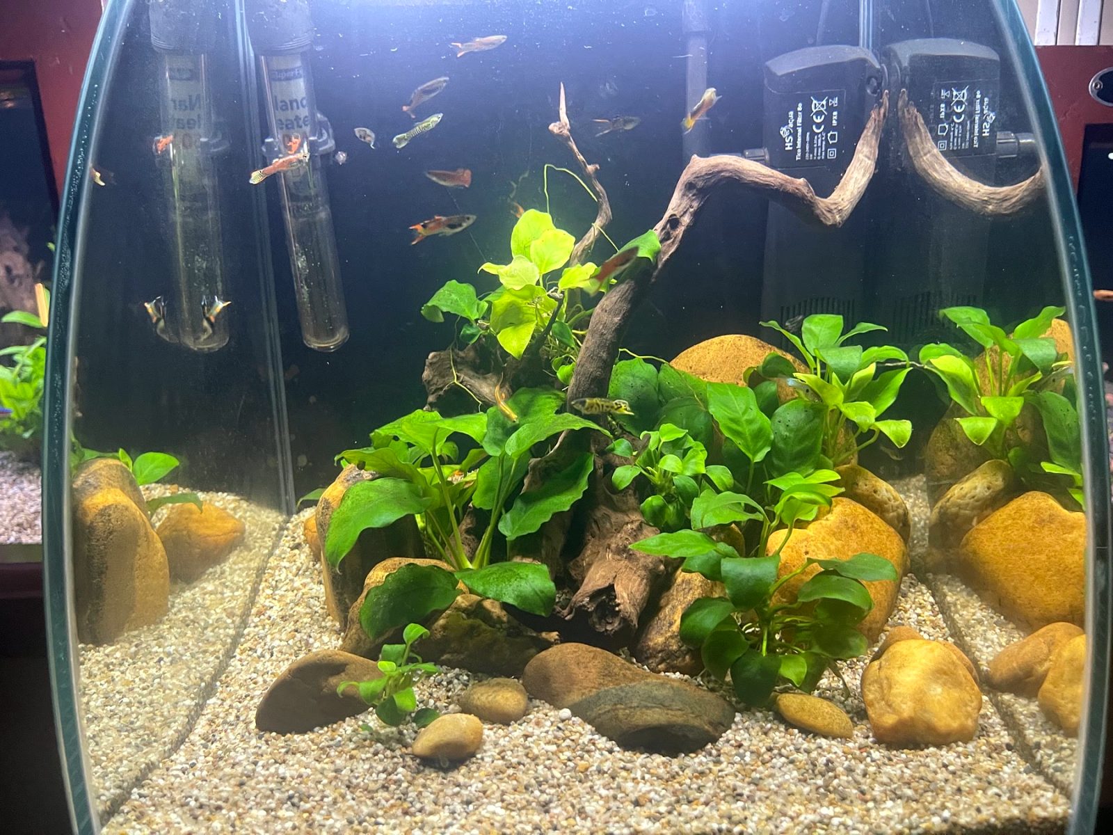 Anubias en houtwortels op een bodem van ronde stenen