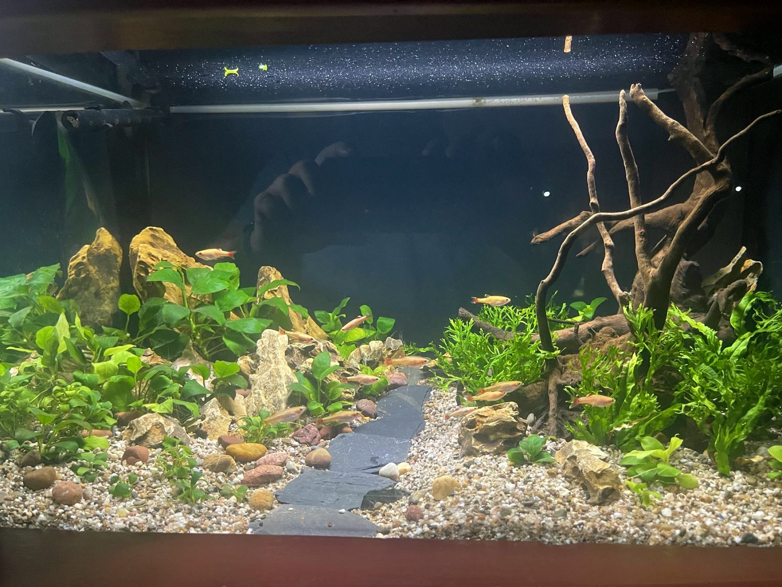 Een pad van zand tussen planten en stenen