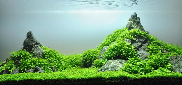 Iwagumi-landschap met stenen, stengelplanten en een grastapijt