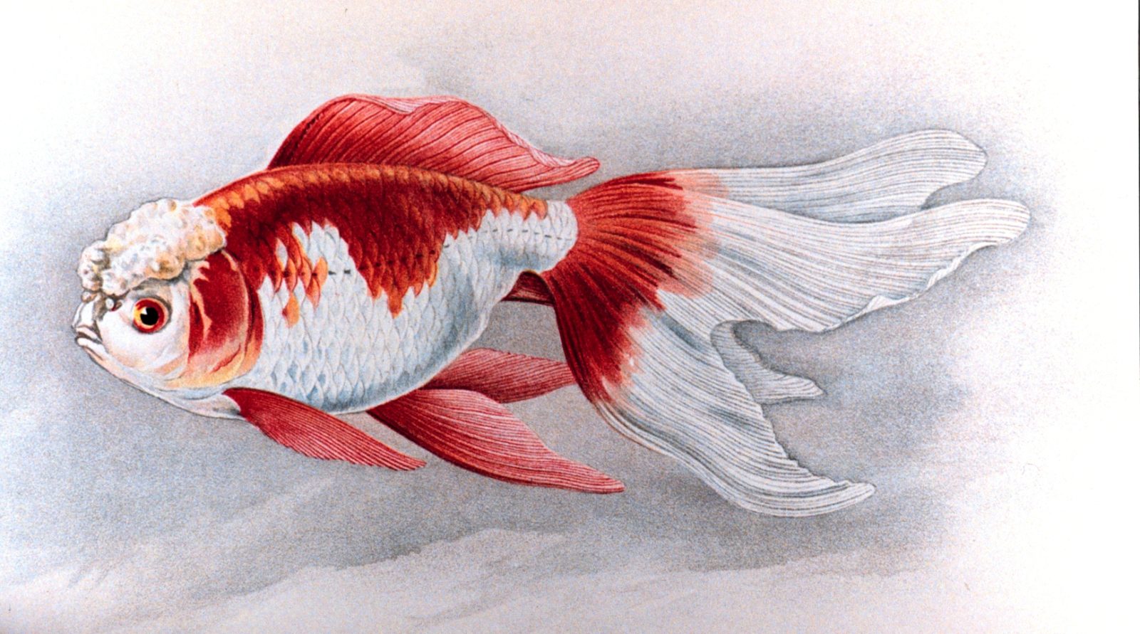 Een oranda-goudvis op een Japanse kleurenplaat uit 1908.